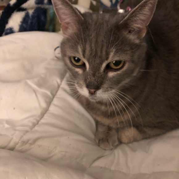 TRADE ITEMS!!! A FEW TRADE ITEMS and grandkids and pets. - Picture 11 of 16